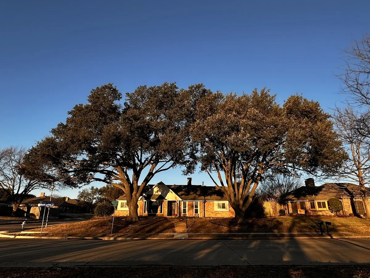 Established residential canopy tree shading a home in Gwynn